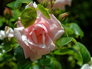 pink_rose_bloom_of_a_climbing_rose_at_boreham__essex__england_2