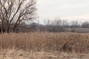 a_landscape_in_lviv_region_of_ukraine_in_march_2017_02