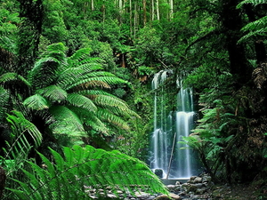waterval-australie-natuur-oudgroeiend-bos-achtergrond