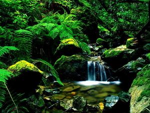 woud-natuur-waterval-stroom-achtergrond