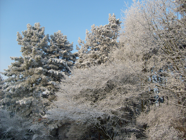 winter - tuin - sneeuw