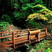 landschappen-natuur-zitbank-oudgroeiend-bos-achtergrond