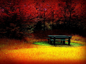 natuur-herfst-zitbank-park-achtergrond