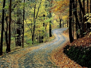 natuur-woud-herfst-pad-achtergrond