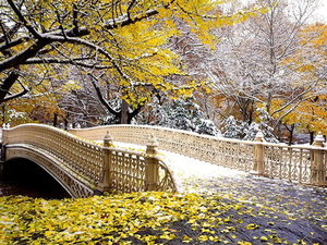 new-york-natuur-gele-herfst-achtergrond
