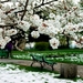 voorjaar-bloemen-bloesem-kersenbloesem-achtergrond