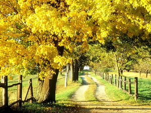 woud-natuur-gele-herfst-achtergrond