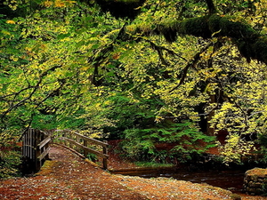 woud-natuur-herfst-groene-achtergrond