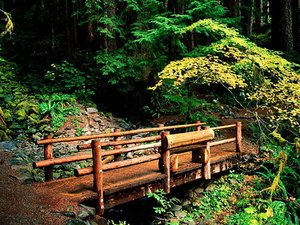 woud-natuur-zitbank-oudgroeiend-bos-achtergrond