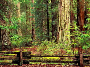 woud-oudgroeiend-bos-natuur-zitbank-achtergrond