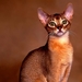 katten-dieren-huiskat-abessijn-achtergrond