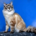 katten-dieren-siberische-kat-huiskat-achtergrond