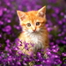 katten-kittens-bloemen-katje-achtergrond