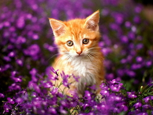 katten-kittens-bloemen-katje-achtergrond