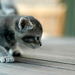 katten-kittens-dieren-grijze-achtergrond