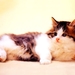 katten-kittens-dieren-huiskat-achtergrond