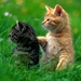 katten-kittens-dieren-katje-achtergrond (2)