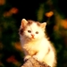 katten-kittens-dieren-katje-achtergrond (3)