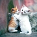katten-kittens-dieren-katje-achtergrond (7)
