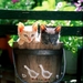 katten-kittens-dieren-katje-achtergrond