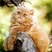 katten-kittens-dieren-perzische-achtergrond (1)
