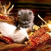 katten-kittens-dieren-perzische-achtergrond (2)