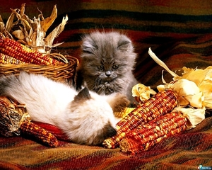 katten-kittens-dieren-perzische-achtergrond (2)