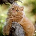 katten-kittens-dieren-perzische-achtergrond