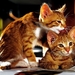 katten-kittens-europees-korthaar-katje-achtergrond