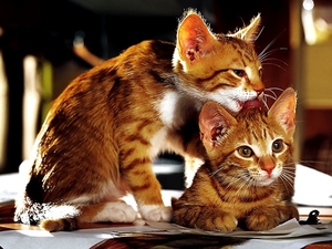 katten-kittens-europees-korthaar-katje-achtergrond