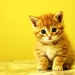 katten-kittens-katje-binnenlandse-kortharige-kat-achtergrond