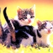 katten-kittens-katje-dieren-achtergrond (3)
