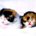 katten-kittens-katje-dieren-achtergrond (4)
