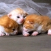 katten-kittens-katje-dieren-achtergrond (6)