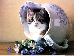 katten-kittens-katje-europees-korthaar-achtergrond (1)