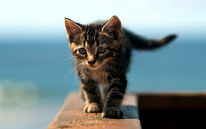 katten-kittens-katje-europees-korthaar-achtergrond