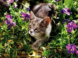 kittens-katten-binnenlandse-kortharige-kat-europees-korthaar-acht