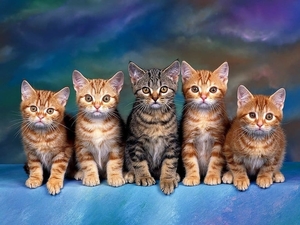 kittens-katten-katje-europees-korthaar-achtergrond