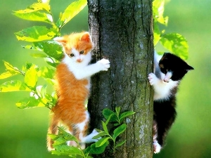 kittens-katten-natuur-dieren-achtergrond