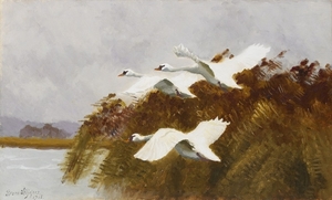 bruno_liljefors_-_streching_swans_1915