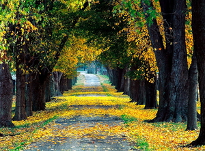 herfst-natuur-gele-schilderen-achtergrond