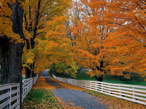 herfst-natuur-gele-weg-achtergrond