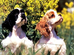 honden-cocker-spaniel-engelse-cockerspaniel-dieren-achtergrond