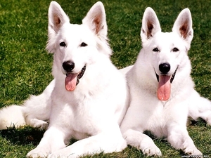 honden-berger-blanc-suisse-witte-herder-achtergrond