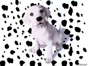 honden-dalmatier-dieren-zwarte-achtergrond