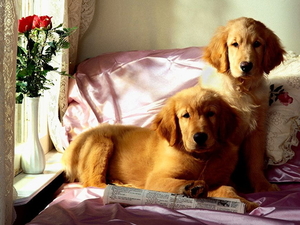 honden-golden-retriever-dieren-achtergrond