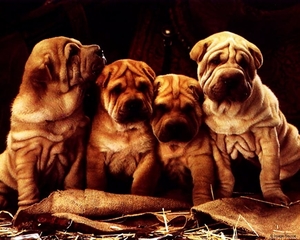 honden-puppys-shar-pei-ori-achtergrond