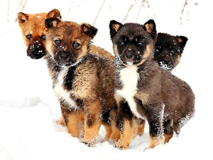 honden-sneeuw-puppys-dieren-achtergrond