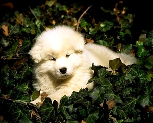 honden-witte-puppys-dieren-achtergrond