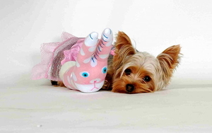 honden-yorkshire-terrier-puppys-roze-achtergrond